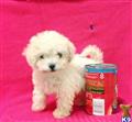 Maltipoo